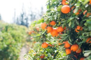 Photo Fresh fruits