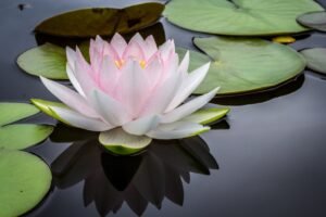 Photo Meditation retreat